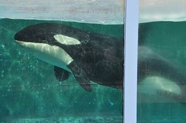 Orca Morgan in Gefangenschaft  Bild: Annemieke Podt