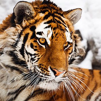 Amur-Tiger. Bild:  Igor Zhorov / WWF