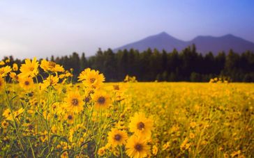 Silphie – der Ersatz für Mais als Energiepflanze