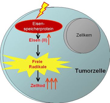 Schematische Darstellung einer Tumorzelle. Eine Freisetzung von Eisen-Ionen (Fe2+) führt in einer Tumorzelle zu einem dramatischen Anstieg an Sauerstoff-Radikalen (gelb). Dadurch entsteht ein oxidativer Stress, der die Zelle in den Tod treibt. Quelle: AG Dr. K. Gülow/Prof. H. Krammer