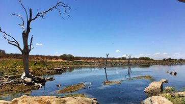 Der Pegel des Sao Francisco sinkt - hier nahe der Stadt Floresta im brasilianischen Bundesstaat Pernambuco. Bild: "obs/ZDF/Antonio Cascais"