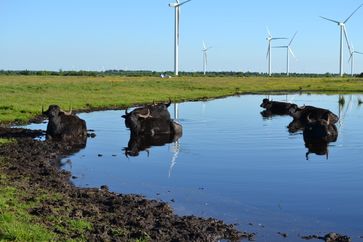 Als könnten sie kein "Wässerchen trüben". Wasserbüffel wieder glücklich vereint.