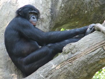 Die Schimpansen (Pan) sind eine Gattung aus der Familie der Menschenaffen (Hominidae).