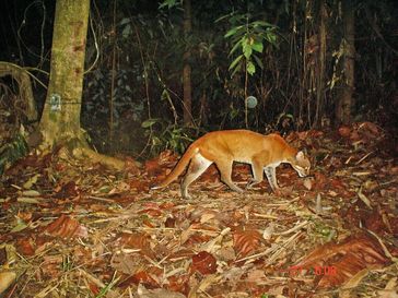 Asiatische Goldkatze.
Quelle: Foto: WWF-Malaysia/Azlan Mohamed (idw)