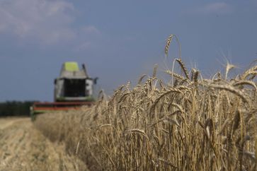 Kornfeld im Gebiet Saporoschje (Symbolbild) Bild: Dmitri Makejew / Sputnik