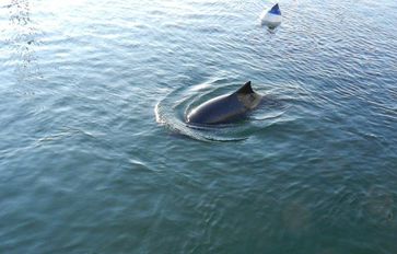 Ein Schweinswal schwimmt an einer Boje vorbei, die ähnlich aussieht wie das neue, zu testende PAL-Warngerät.
Quelle: (Foto: Prof. Boris Culik, Heikendorf) (idw)