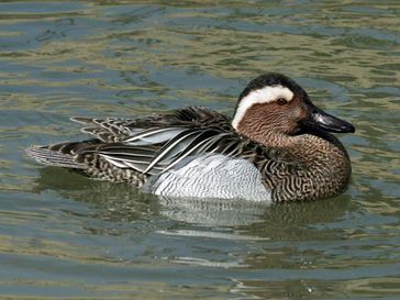 Knäkente Bild: Dick Daniels (http://carolinabirds.org/ / de.wikipedia.org