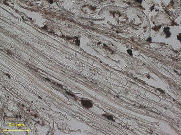 Mikrofoto eines geologischen Dünnschliffes der Pflanzenbettungen (Maßstab in der linken unteren Bildecke 0,1mm). Die laminierten Überreste der Blätter und Stengel sind hier als kieselsäure-haltige Fossilien erhalten. Diese Pflanzenbettungen datieren auf 77.000 Jahre vor heute. .
Quelle: Foto Miller (idw)