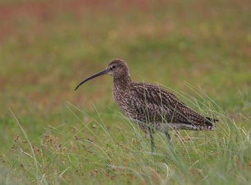 Großer Brachvogel - Bildquelle: Deutsche Wildtier Stiftung / M. Vogt