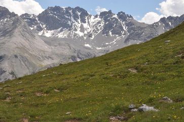 Alpenpflanzen dürften zu den Verlierern des Klimawandels gehören.
Quelle: Copyright: Stefan Dullinger/Universität Wien (idw)