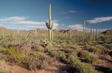 Saguaro National Park: Säulenkakteen im Park Bild: wikipedia.org