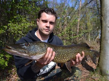 Über einen kapitalen Hecht freuen sich Trophäenjäger.
Quelle: Foto: IGB/ Besatzfisch (idw)