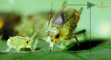 Blattläuse stechen zielgenau in die Siebröhren der Pflanzen. Mit ihnen als Bio-Elektroden lassen sic
Quelle: (Bild: Jörg Fromm / Christian Wiese) (idw)