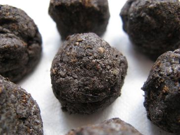 Samenbomben (seed bombs)