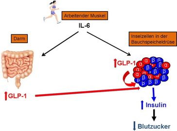 Diabetes Typ 2: Hormoneller Regelkreis.
Quelle:  (idw)