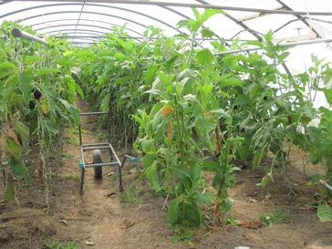 Biobauern: Ökologischer Gemüsebau im Folientunnel