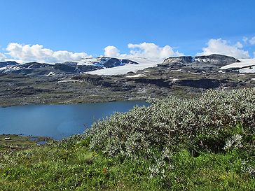 Weidengebüsche in der Tundra vor dem Hardangerjökulen in Norwegen
Quelle: Foto: Allan Buras (idw)