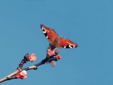 Insektenfreundliche Nährgehölze bieten Insekten Nahrung und Rückzugsräume.