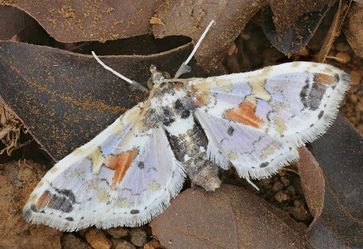 Frisst gern an Auberginen, Eierfrüchten und Co: Falter Leucinodes africenesis.
Quelle: © Franziska Bauer/Senckenberg (idw)