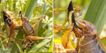 Heuschrecken-Männchen nutzen spezielle Organe zur Stimulation ihrer Partnerin.