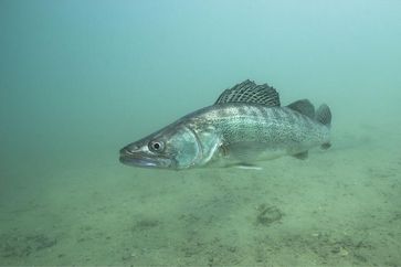 Ein freilebender Zander.
Quelle: Foto: Fotolia/Rostislav (idw)