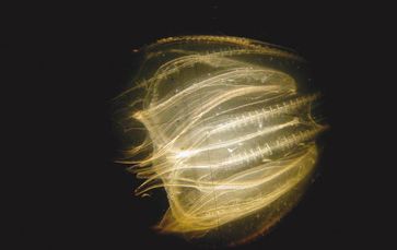 Diese Rippenqualle (Mnemiopsis leidyi) aus der Kieler Förde ist 1,5cm groß.
Quelle: Foto: Javidpour Jamileh, GEOMAR (idw)