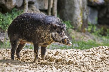 Visayas-Pustelschwein im Münchner Tierpark Hellabrunn  Bild: Maria Nicole Fencik Fotograf: Maria Nicole Fencik