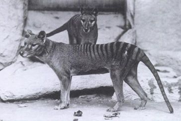 Beutelwolf (Thylacinus cynocephalus), auch Tasmanischer Wolf, Beuteltiger oder Tasmanischer Tiger