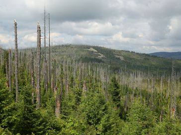 Durch Borkenkäfer abgetötete Fichten am Lusen im Nationalpark Bayerischer Wald. Ökologen plädieren dafür, diese Form des Totholzes vermehrt im Wald zu belassen.
Quelle: Simon Thorn / Universität Würzburg (idw)