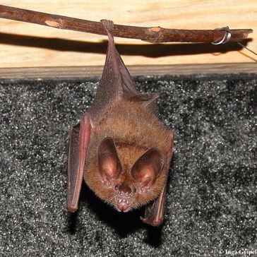 Die etwa fünf Gramm schwere Großohrfledermaus spürt auch im Unterholz ruhende Insekten auf
Quelle: Foto: Inga Geipel (idw)