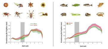 Als die Babys statt einer Blume oder eines Fischs (ganz oben) eine Schlange oder Spinne gleicher Farbe und Größe (darunter) sahen, vergrößerten sich deutlich ihre Pupillen. Quelle: Max-Planck-Institut für Kognitions- und Neurowissenschaften (idw)