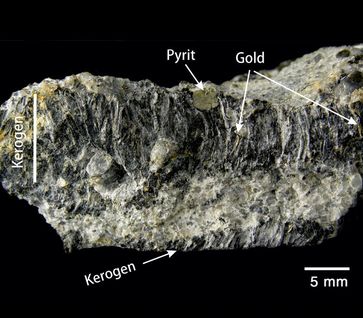 Kohleartige, vor allem aus Kerogen bestehende Lage aus Sedimentgesteinen des Witwatersrand-Beckens in Südafrika – ein extrem selten erhaltener Rest von Matten erster photosynthetisch aktiver Mikroben Quelle: (Foto: Hartwig Frimmel) (idw)