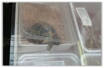 Schildkröte auf der Terraristika in Hamm. Bild: PETA