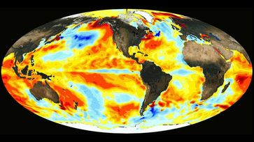 El Niño-Effekt auf die weltweite Wassertemperatur: Im Dezember 2015 waren die Temperaturen im östlichen und zentralen Pazifik deutlich erhöht. Quelle: NASA (idw)
