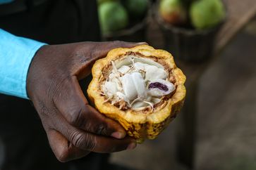 Geöffnete Kakaofrucht (Symbolbild)