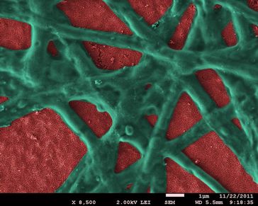 Film aus Hämatit-Nanopartikeln (rot) mit vernetztem Phycocyaninprotein (grün) .
Quelle: Bild: Dr. E. Vitol, Argonne National Laboratory (idw)