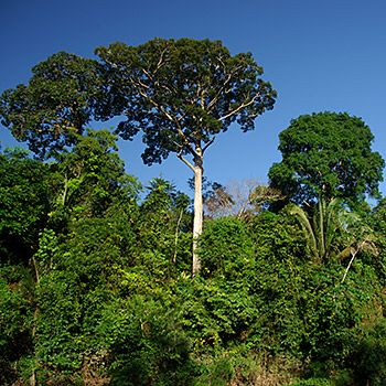 Regenwald im Amazonas. Bild:  Zig Koch / WWF