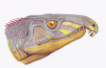 Kopfrekonstruktion von Archosaurus rossicus aus dem obersten Perm der zentralrussischen Oblast Wladimir