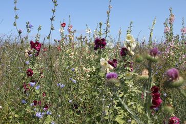 Mehrjährige Wildpflanzenmischungen sind nicht nur eine energetische Alternative zu Mais, sondern bieten Insekten und Wildtieren Nahrungsquellen und wichtige Lebensräume. Bild: Deutscher Imkerbund e. V. Fotograf: Cornelia Marzini/LWG