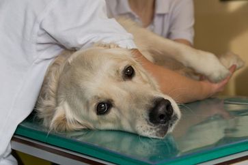 Auch Haustiere leiden an Nahrungsunverträglichkeiten und -Allergien.
Quelle: Michael Bernkopf/Vetmeduni Vienna (idw)