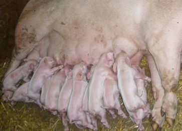 Milch immunisierter Mütter schützt die Ferkel vor Infektionen.
Quelle: Foto: Lukas Schwarz / Vetmeduni Vienna (idw)