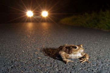 Erdkröten vor dem Auto. Bild: Jonathan Fieber / Nabu