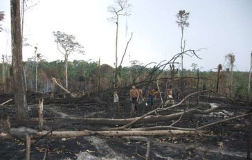 Awá zwischen den verbrannten Überresten ihres Waldes. Bild: Fiona Watson/Survival
