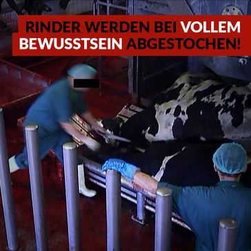Undercover- Recherche deckt auf, wie die Realität in deutschen Schlachthöfen aussieht!