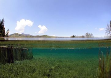 In kalkreichen, nährstoffarmen Seen bewächst die Furchenstachelige Armleuchteralge (Chara rudis) wie eine Wiese den Gewässerboden und prägt das Ökosystem des ganzen Sees, wie im Bergsee „Sieben Quellen“ nahe Sulzbach-Rosenberg in Bayern. Bild: Klaus van de Weyer, lanaplan GbR. (idw)