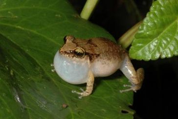 Johnstones Antillenpfeiffrosch. (Eleutherodactylus johnstonei ).
Quelle: © David Massemin (idw)