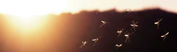 Mücken (Symbolbild)