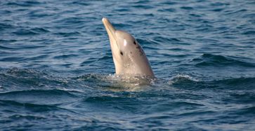 Bleifarbener Delfin mit der aufälligen „tattoo skin disease“. Foto: Brett Atkins