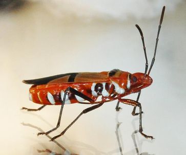 Die afrikanische Baumwollwanze (Dysdercus fasciatus) kultiviert bakterielle Symbionten in ihrem Mitteldarm, die für ihr Wachstum und ihre Fortpflanzung notwendig sind.
Quelle: Foto: MPI für chemische Ökologie/ Kaltenpoth (idw)