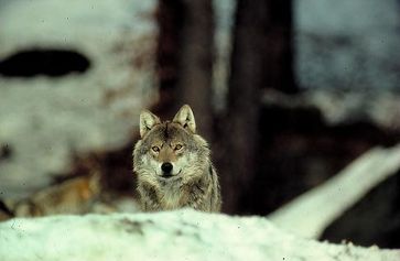 Wolf im Schnee Foto: NABU/H. Pollin